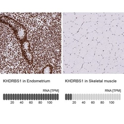 SAM68 Antibody, Novus Biologicals 25 &mu;L, Unlabeled:Antibodies, Polyclonal